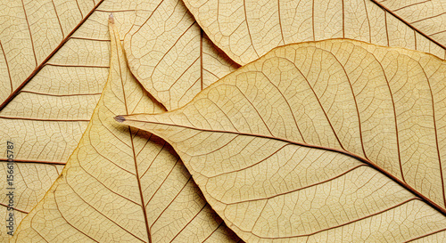Intricate beauty of nature: a close-up of fragile, light-brown skeletal leaves
