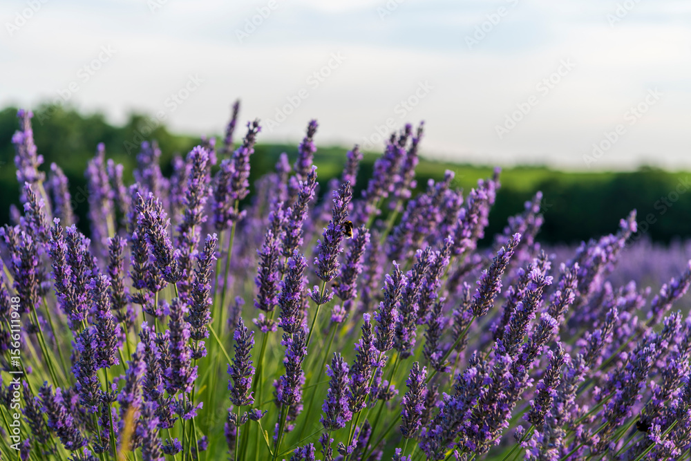 Obraz premium field of lavender