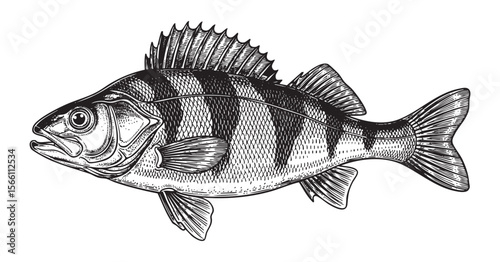 Striped Perch Fish Vector Engraving Illustration