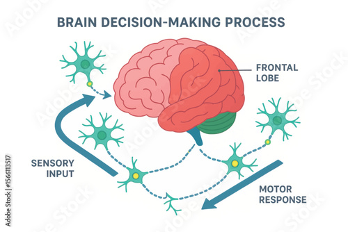 Colorful 3D vector diagram of brain decision-making process, showing sensory input, frontal lobe function and motor response via neural pathways.