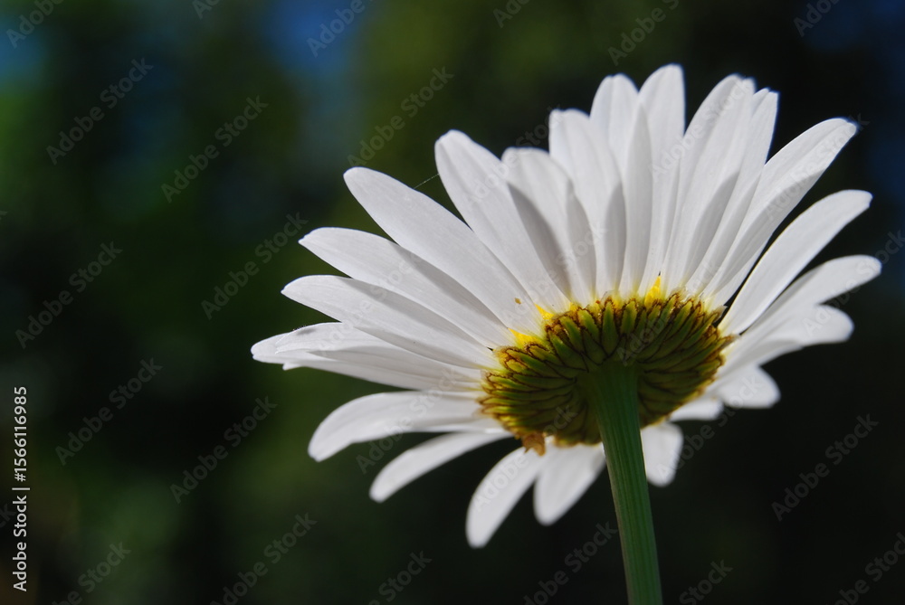 Obraz premium Backlit Daisy Against Green