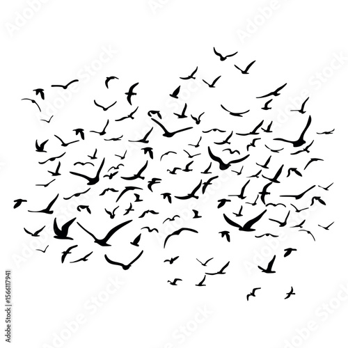 A flock of flying silhouette birds. Black on white background. Vector