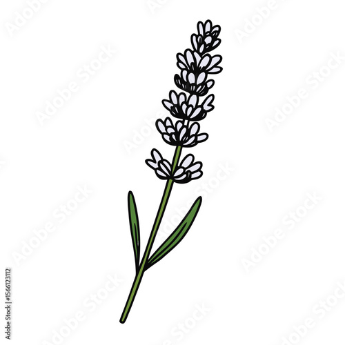 Lavender flower vector icon. Botanical hand-drawn illustration of a lavandula sprig isolated on a white background.

