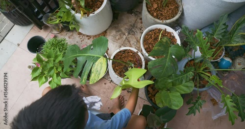 Little school boy planting monstera green tree leaf plantation in house