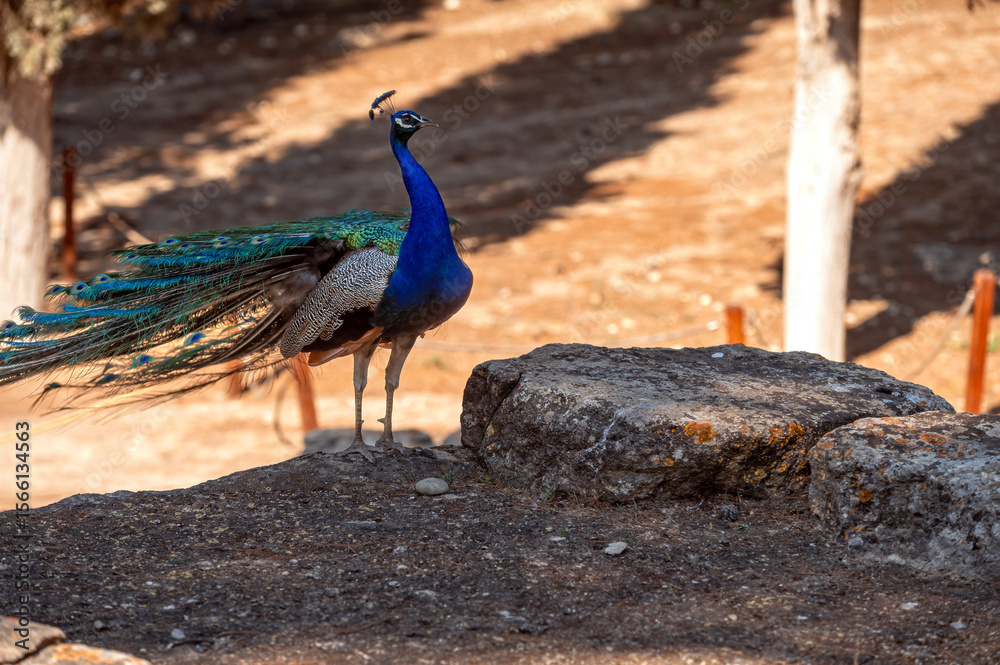 Fototapeta premium Vibrant peacock displaying its feathers in Crete's natural environment