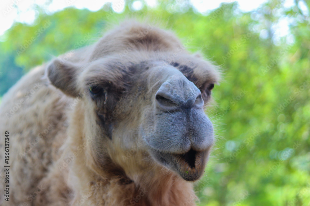 Obraz premium A camel with a long, shaggy mane and a black nose. The camel is looking at the camera