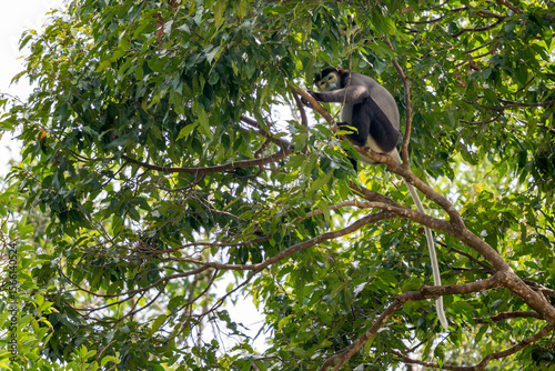 Wallpaper Mural Black-shanked Douc Langur - Pygathrix nigripes, beautiful Critically Endangered native to forests of Indochina, Vietnam. Torontodigital.ca