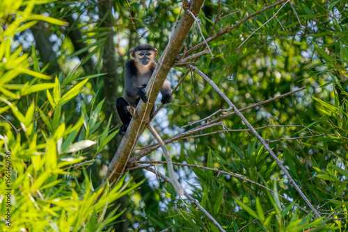 Wallpaper Mural Black-shanked Douc Langur - Pygathrix nigripes, beautiful Critically Endangered native to forests of Indochina, Vietnam. Torontodigital.ca