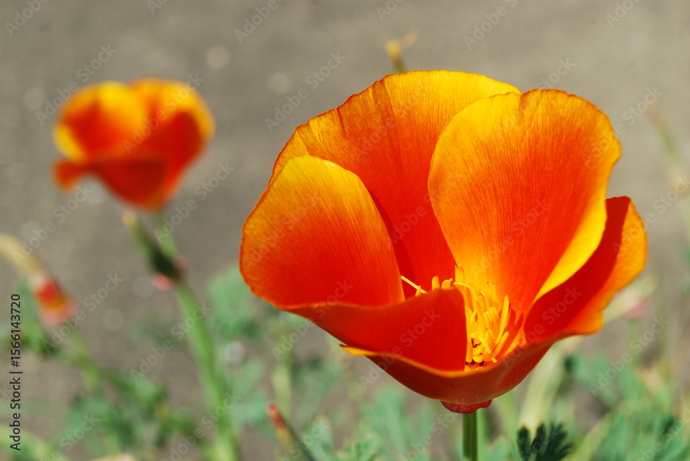 Fototapeta premium California Poppies