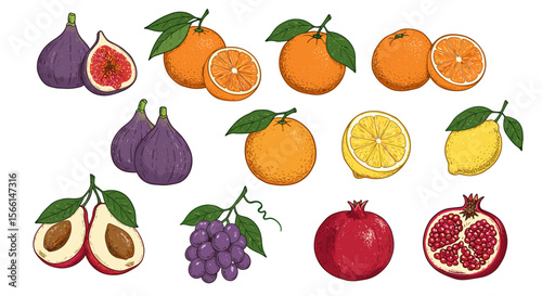 Vector illustration of various fruits including figs, oranges, lemons, avocados, grapes, and pomegranates for food design