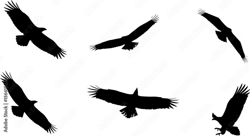 Obraz premium silhouettes of eagles in various poses, vector