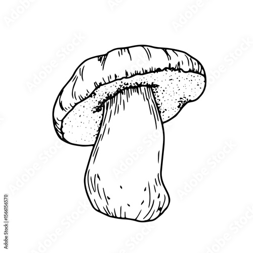 Boletus mushroom on a thick stem with a cap, black and white ink sketch. Vector illustration. The drawing is in a simple style, isolated on a white background. For books, menus, recipes and textiles