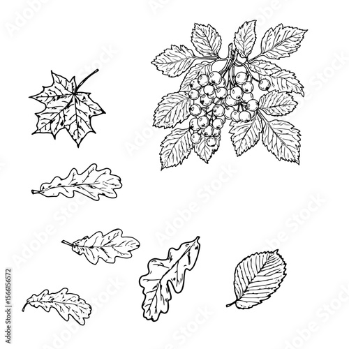 Leaves and twig with wild berries, set of silhouettes, a sketch in black and white ink. Vector illustration. Maple, oak, lime and birch leaves isolated on a white background. Themes of autumn, forest
