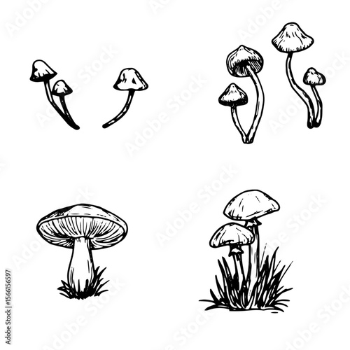 Wild mushrooms in the grass, a set of silhouettes, a sketch in black and white ink Vector illustration. The autumn decor, fly agaric and toadstool in the grass, is isolated on a white background. 