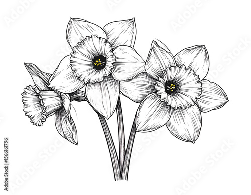 Delicate daffodils in black and white line art