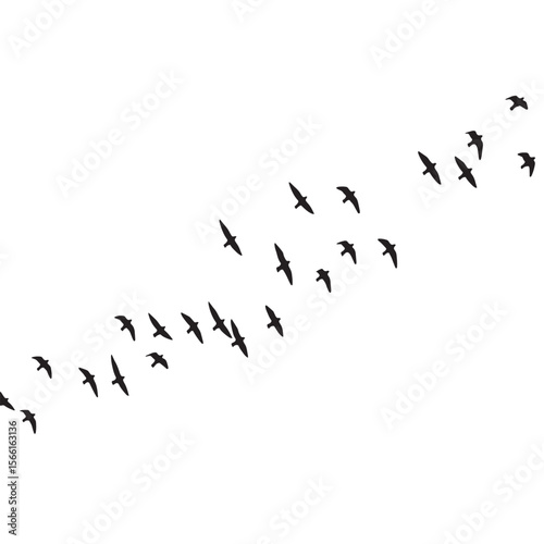 Silhouette of a flock of birds soaring and gliding against a white background.
