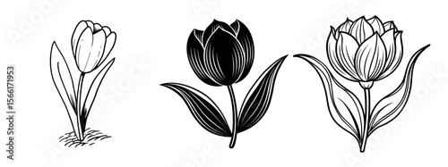 Tulip Vector Silhouette, Tulip Flower, Minimal Smooth Vector Icon for Logo, Print, and Decoration