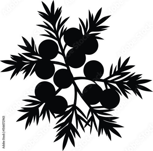 juniper berries silhouette vector.
