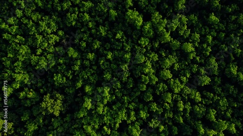 Aerial view of green forest in summer.Clean Environment and Sustainable concept.Forest reduce carbon emissions and clean air. A clean and sustainable environment stops global warming.