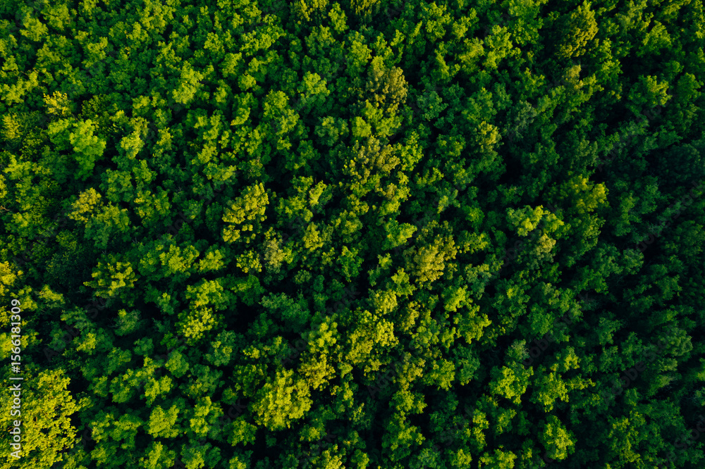 Naklejka premium Forest reduce carbon emissions and clean air. Clean and Sustainable Environment.Green forest in summer with a view from above.Summer birch groves with beautiful texture. 