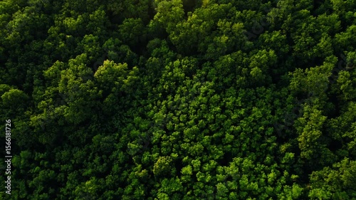 Aerial view of green forest in summer.Clean Environment and Sustainable concept.Forest reduce carbon emissions and clean air. A clean and sustainable environment stops global warming.