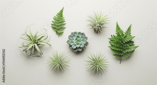 Overhead arrangement of succulents air plants and fern leaves on a neutral background