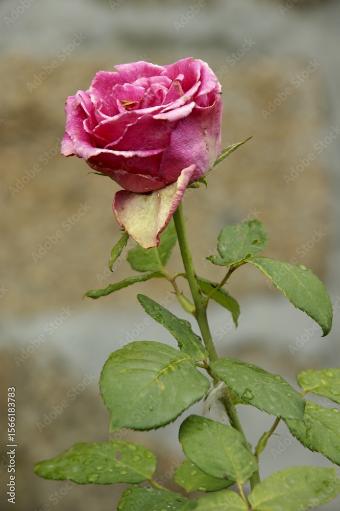 Fototapeta premium Pink rose with green leaves growing in front of stone wall