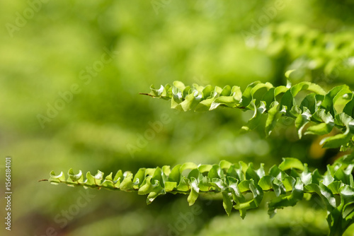 Close up of green fern leaves with shallow depth of field.