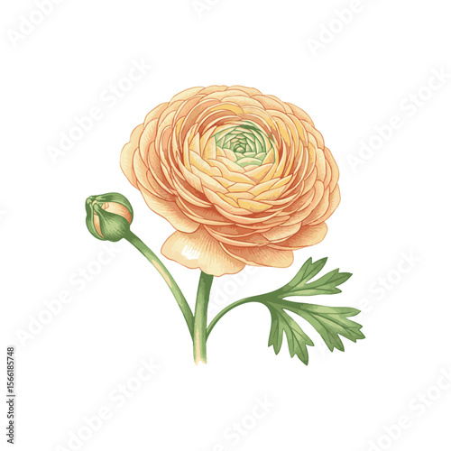 A clean, elegant vector illustration of a Ranunculus flower, bud, and leaf. Fully scalable and editable, this graphic is perfect for logos, branding, and wedding design suites.

