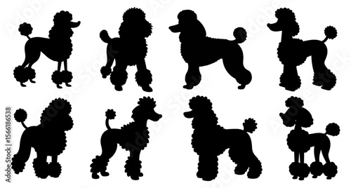 Black poodle dog silhouettes in various poses on white background