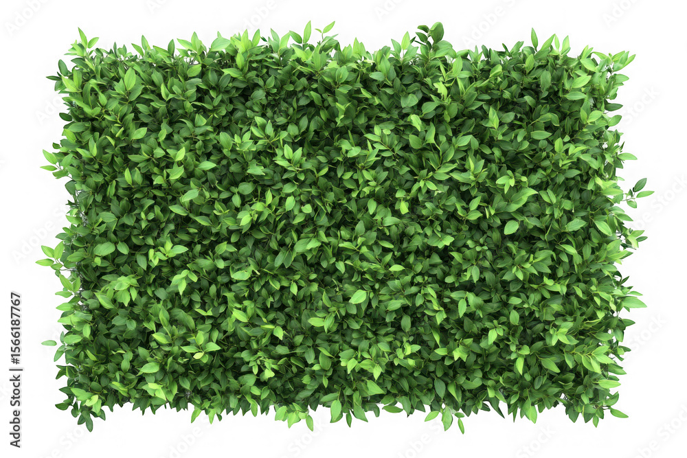 Obraz premium Realistic green hedge wall png image for garden design, landscaping, and outdoor decor elements, full frame, isolated on transparent background