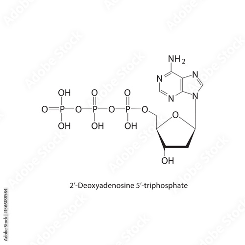 2’-Deoxyadenosine 5’-triphosphate skeletal structure. Nucleotide compound schematic illustration. Simple diagram, chemical formula.