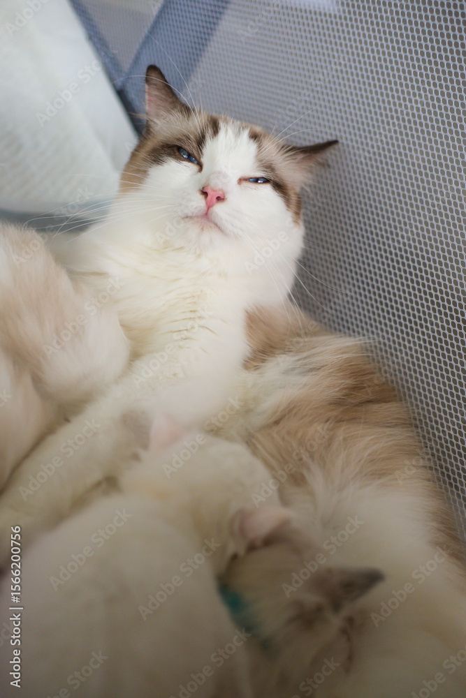 Obraz premium A mother Ragdoll cat is looking after her newborn, 1 month old, kittens.