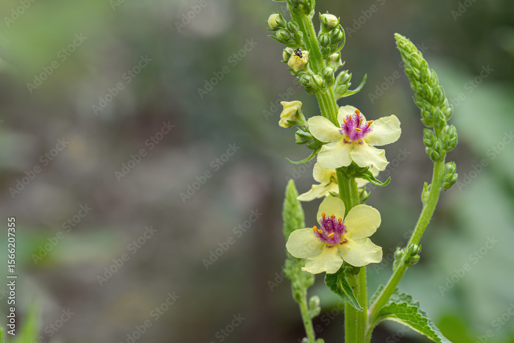 Obraz premium Blossom of the black mullein (Verbascum nigrum). Space for your text.