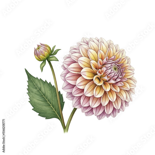 A clean, detailed vector illustration of a Dahlia flower, bud, and leaf. Fully scalable and editable, this graphic is perfect for luxury logos, wedding branding, and packaging.
