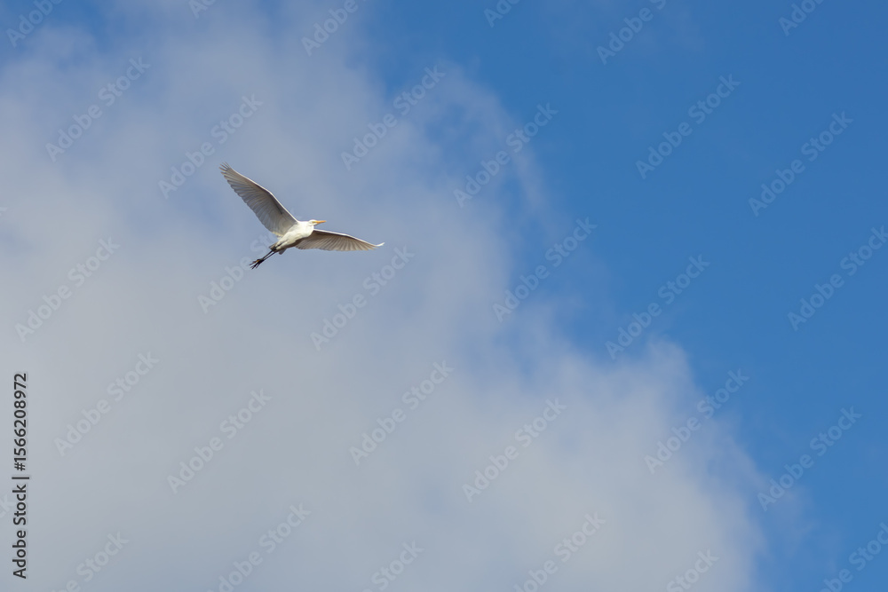 Fototapeta premium Japanese egret in the sky