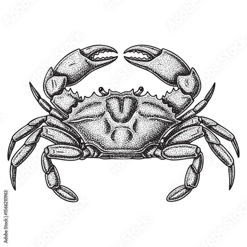 Detailed Marine Crab Vector Engraving Illustration

