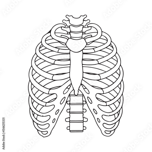 Human rib cage and spine silhouette isolated on white background Art & Illustration