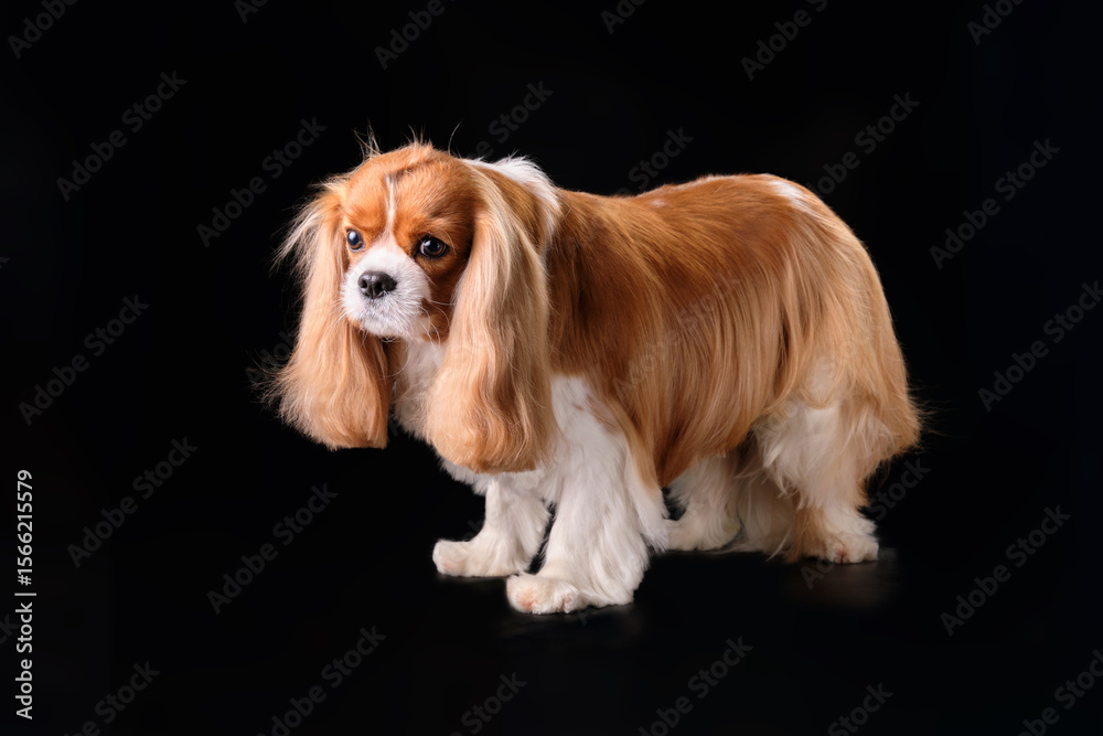 Naklejka premium Spaniel cavalier King Charles dog on a black background after a haircut in the salon