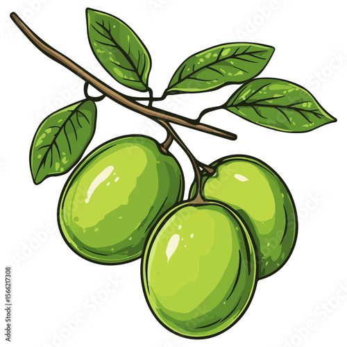 green dates, fruit, food, vector, transparent background, nature, ripe, fresh, agriculture, organic, freshness, diet, nutrition, healthy, icon, juicy, health, delicious, green, eating