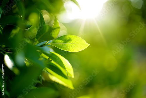 Fresh Green Leaf Closeup with Blurred Garden Background, Perfect Summer Nature Ecology Scene.