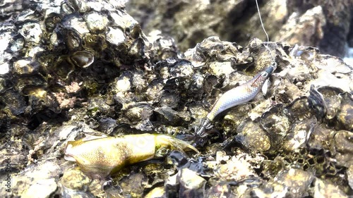 Fresh squid fishing on sea beach sea hunting hobby squid fishing