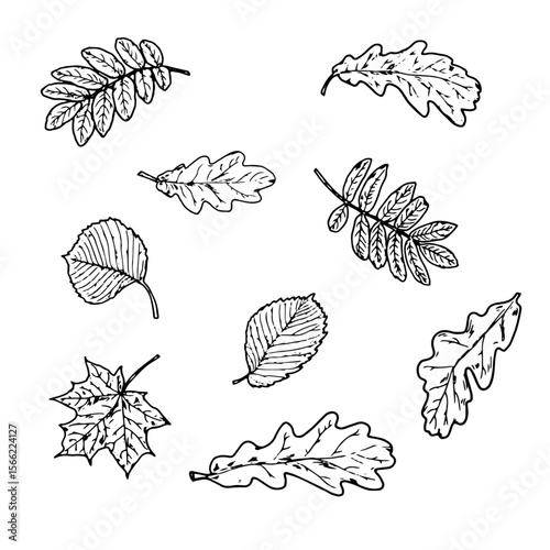 Leaves and twig with wild berries, set of silhouettes, a sketch in black and white ink. Vector illustration. Maple, oak, lime and birch leaves isolated on a white background. Themes of autumn, forest