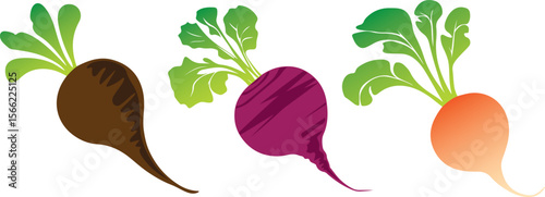 Fresh Radish Colorful Vector Illustration Collection