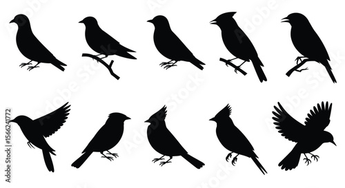 Set of bird silhouette illustrations in various flight and perched poses, ideal for wildlife, nature, and vector design projects