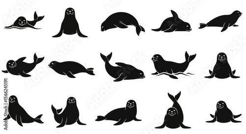 Seals in various poses and angles illustrating animal behavior  