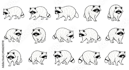 Various poses of raccoons in a playful cartoon illustration  