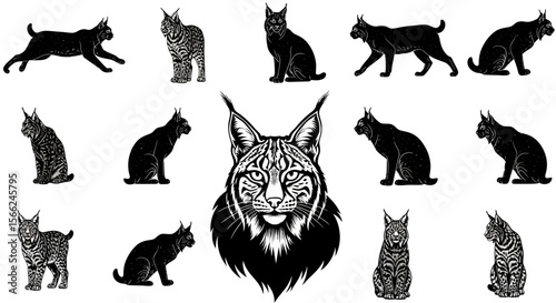 Various illustrations of lynx in different poses and styles  