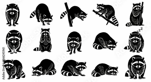 Raccoons in various poses showcasing playful and relaxed behaviors  