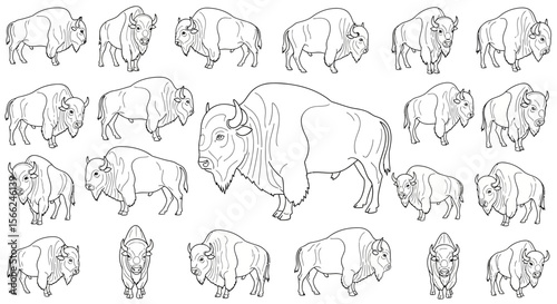 Various poses of bison displayed in a detailed illustration  
